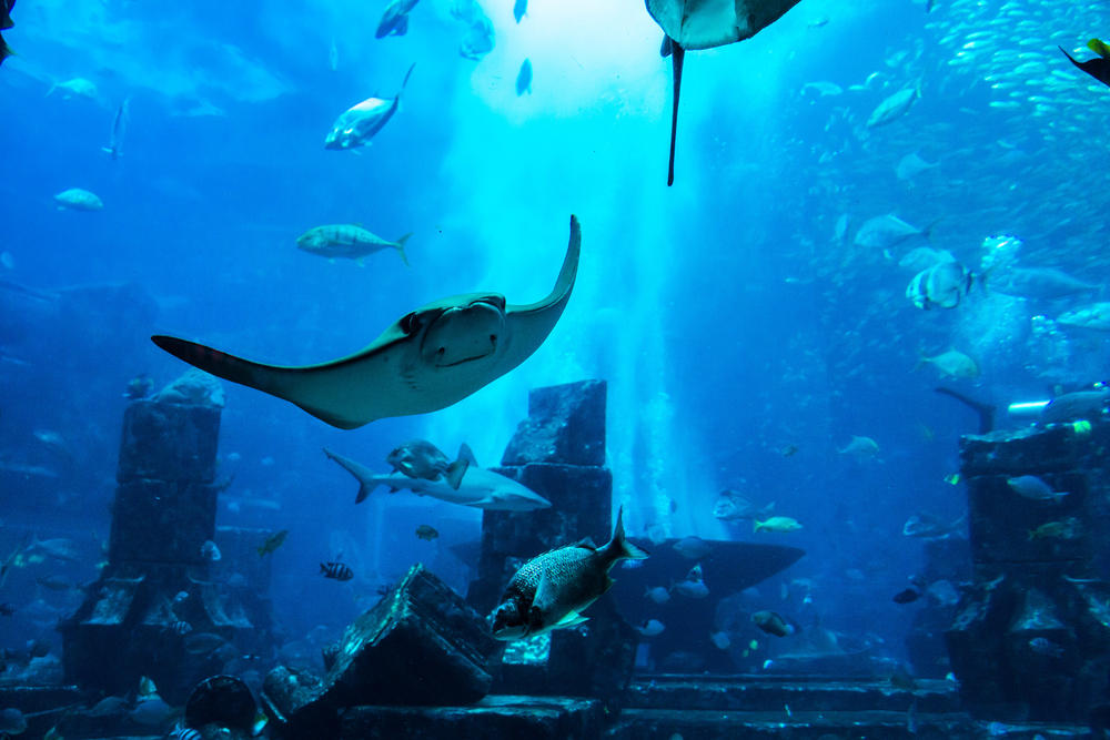 zwiedzanie podwodnego zoo dubaj